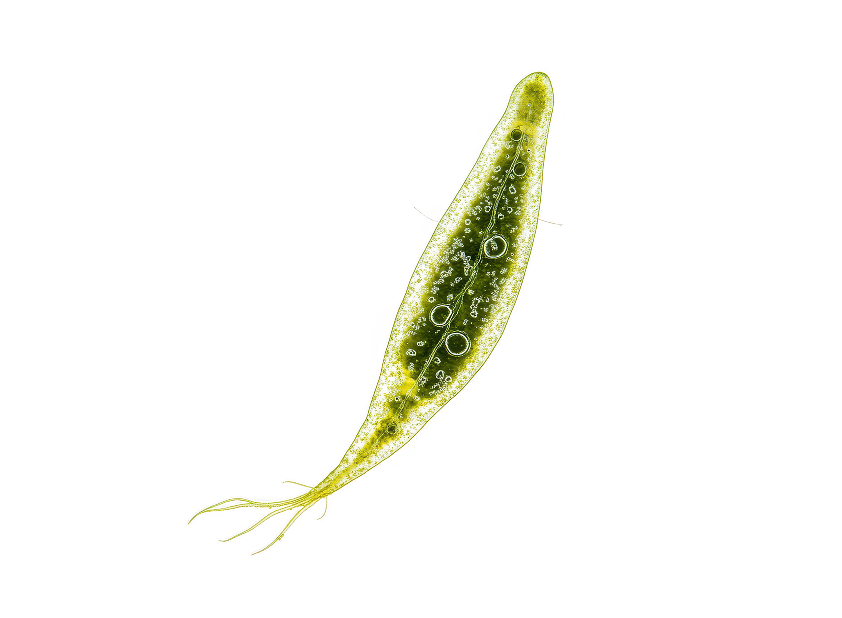 Euglena