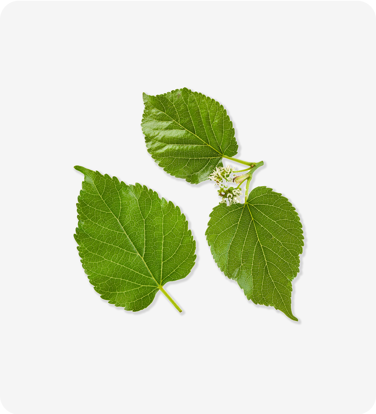 Mulberry Leaf Extract