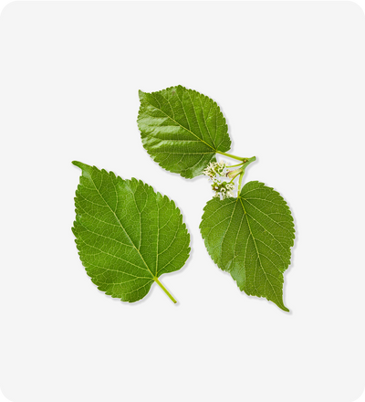 Mulberry Leaf Extract