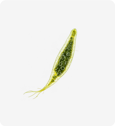 Euglena