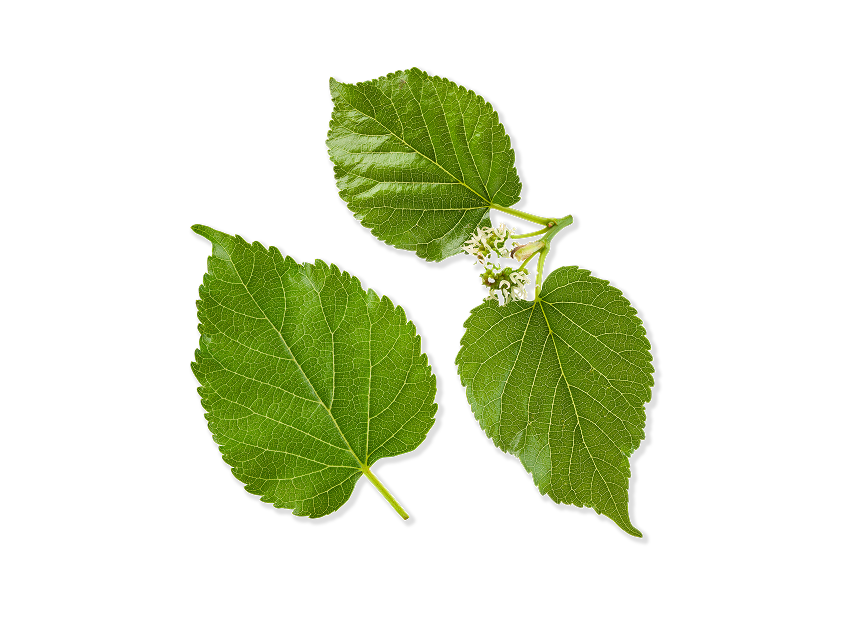Mulberry Leaf Extract